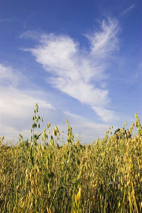 Campo de avena orgánica bajo un cielo azul