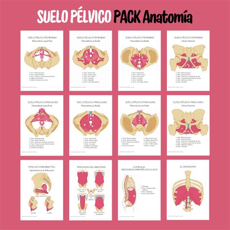 Infografía sobre la anatomía del suelo pélvico y ejercicios recomendados
