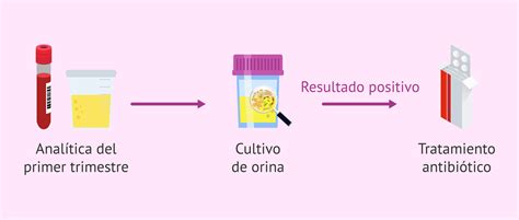 Representación gráfica de la prevalencia de bacteriuria asintomática en diferentes trimestres del embarazo.