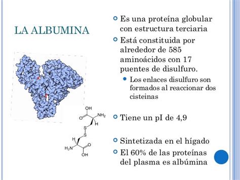 Esquema que ilustra la estructura molecular de la alfa-lactoalbúmina y sus enlaces disulfuro.