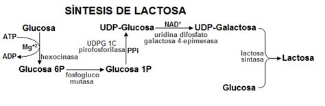 Diagrama que muestra el papel de la alfa-lactoalbúmina en la síntesis de lactosa dentro de la glándula mamaria.