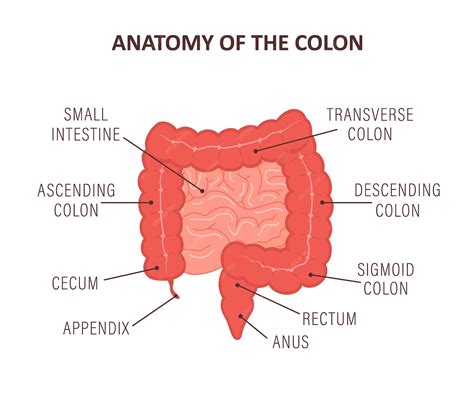 Ilustración anatómica del colon humano, mostrando sus diferentes segmentos y su conexión con el intestino delgado y el recto.