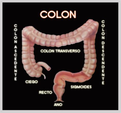 Diagrama detallado de las cuatro secciones del colon (ascendente, transverso, descendente y sigmoideo) y las flexuras cólicas.