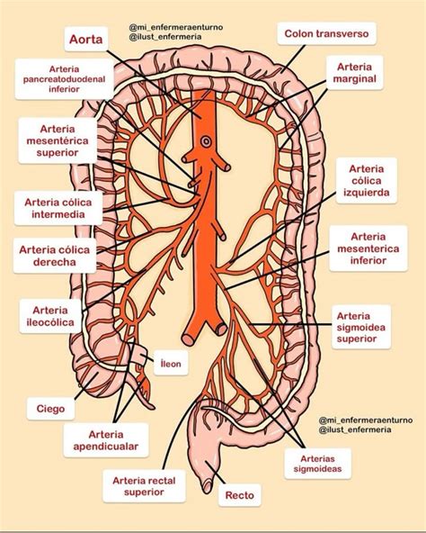 Esquema de la irrigación arterial del colon, destacando las ramas de las arterias mesentéricas superior e inferior.
