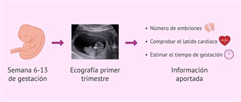 Diagrama que muestra las mediciones ecográficas del feto en el primer trimestre para determinar la edad gestacional.