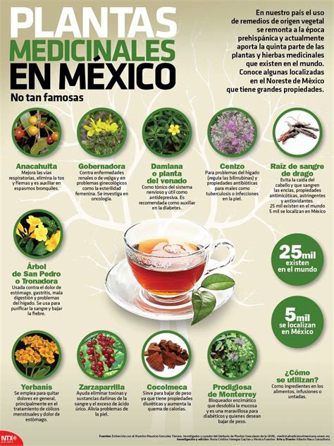 Infografía sobre plantas medicinales comunes usadas en partería tradicional