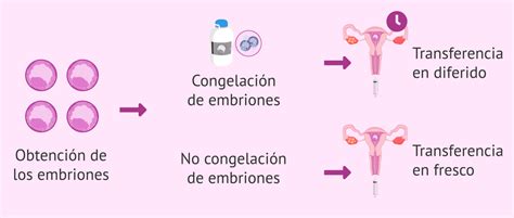 Diagrama comparativo de transferencia de embriones en fresco y congelado