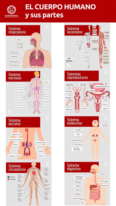 Infografía detallando los principales ingredientes de Astenolit y sus funciones en el cuerpo humano.
