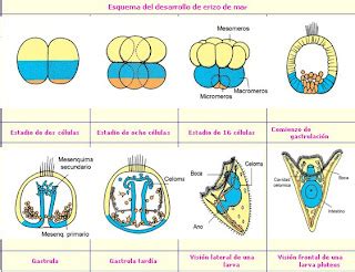 Diagrama de las etapas clave del desarrollo embrionario del erizo de mar (fecundación, segmentación, blástula, gástrula)