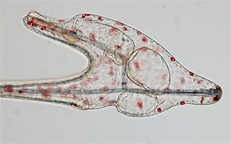 Ilustración de una larva pluteus de erizo de mar