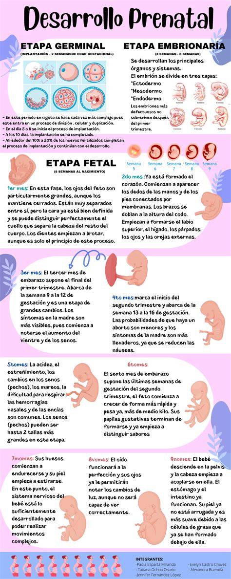 Infografía sobre las etapas del embarazo y el parto