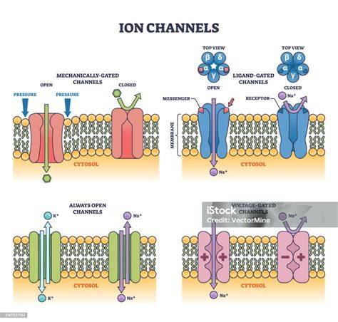 Diagrama esquemático de un espermatozoide con canales iónicos de protones y su activación por cambio de pH