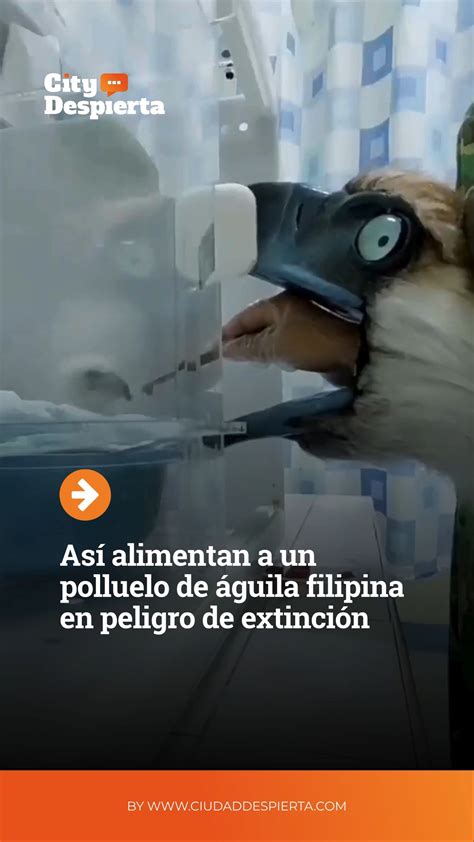 Foto de un polluelo de loris siendo alimentado con una jeringa
