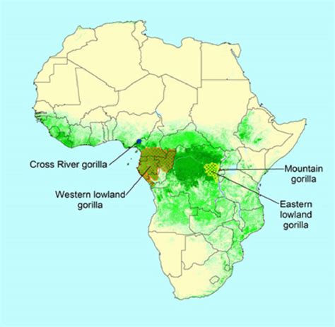 Mapa de la distribución de gorilas en África