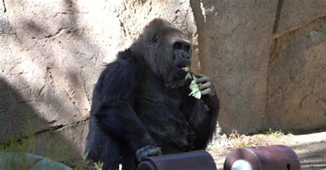 Gorila alimentándose en su hábitat natural