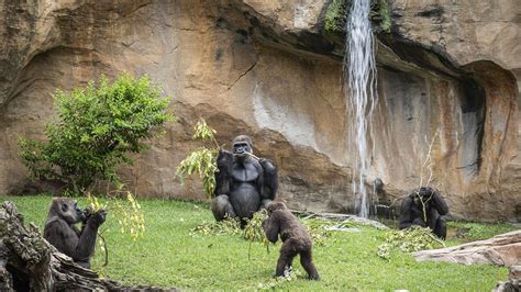 Instalaciones de gorilas en un bioparque