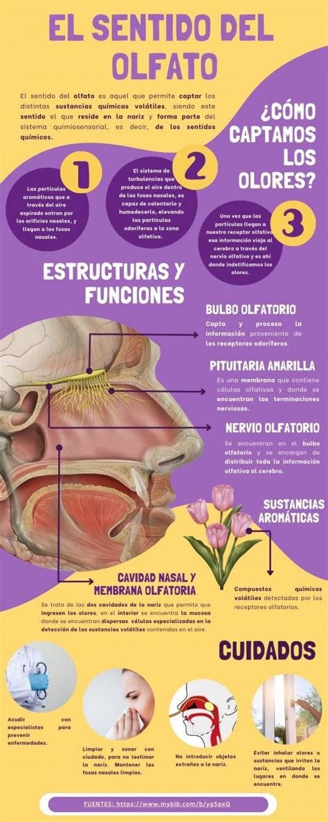 infografia del sentido del olfato humano y quimiorreceptores