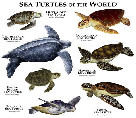 Mapa global de distribución de las siete especies de tortugas marinas