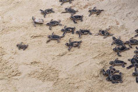 Fotografía de tortugas marinas recién nacidas dirigiéndose al mar