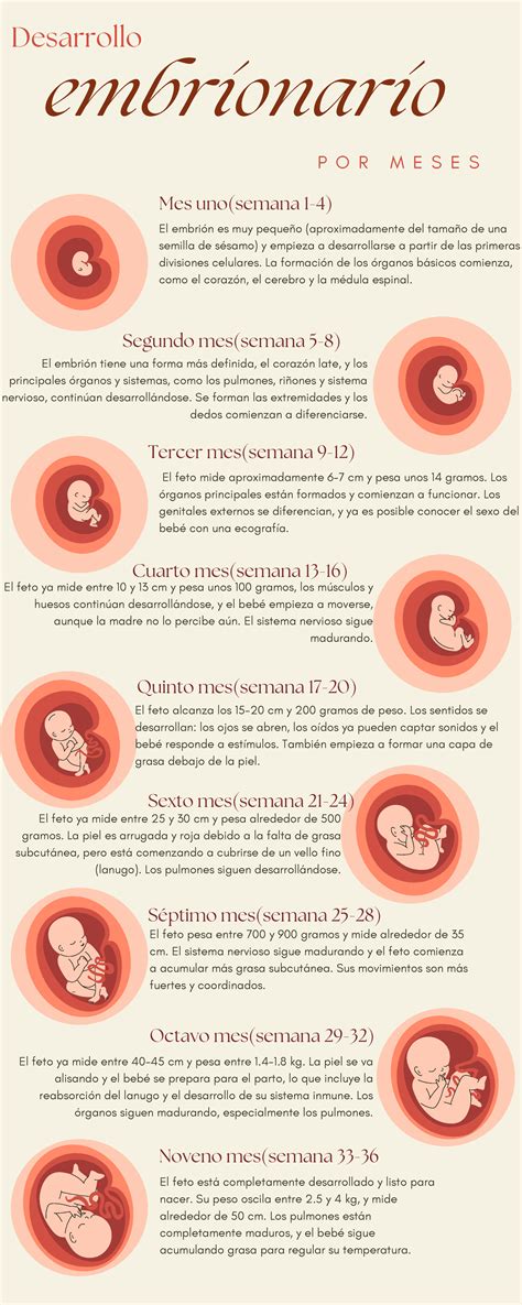 Infografía del desarrollo embrionario semana a semana