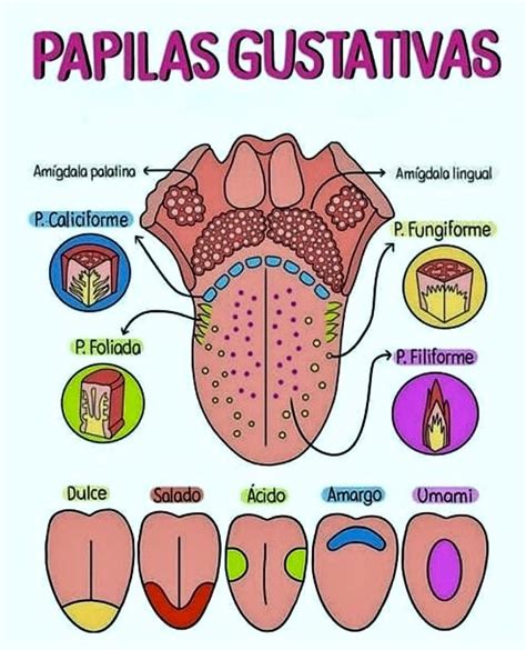 Ilustración detallada de la lengua humana mostrando las papilas gustativas y su conexión con el nervio gustativo.