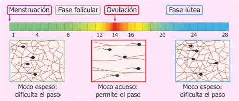 Esquema de las fases del moco cervical a lo largo del ciclo menstrual