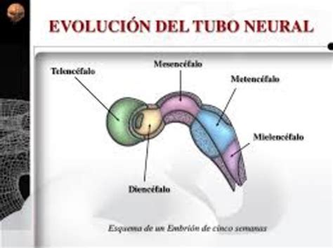 Esquema del desarrollo del tubo neural y las vesículas cerebrales primitivas