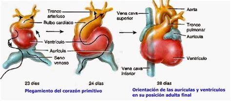Ilustración del corazón embrionario latiendo