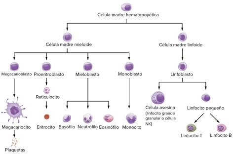Ilustración esquemática de los diferentes tipos de células madre y sus linajes de diferenciación.