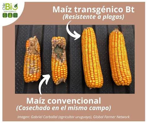 Gráfico de la composición de carotenoides en maíz transgénico y su efecto en la nutrición avícola.