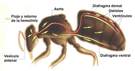 Diagrama detallado del sistema circulatorio y respiratorio de una abeja, mostrando tráqueas, estigmas y sacos traqueales.