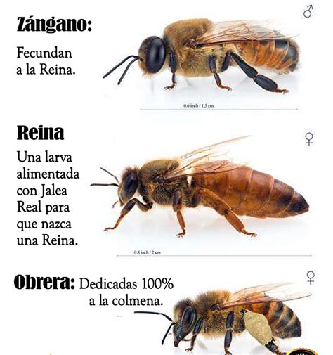 Ilustración de la glándula hipofaríngea de una abeja obrera y la composición química de la jalea real.
