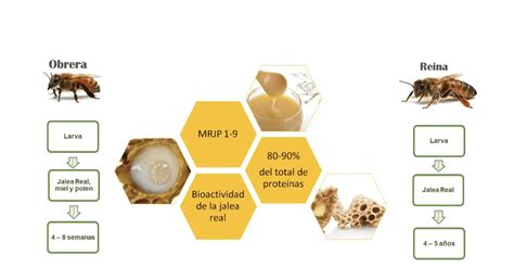 Gráfico comparativo de la composición nutricional de la jalea real, el polen y la miel.