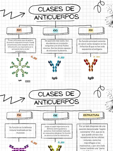 Infografía explicando los diferentes tipos de anticuerpos utilizados en el diagnóstico de la enfermedad celíaca.