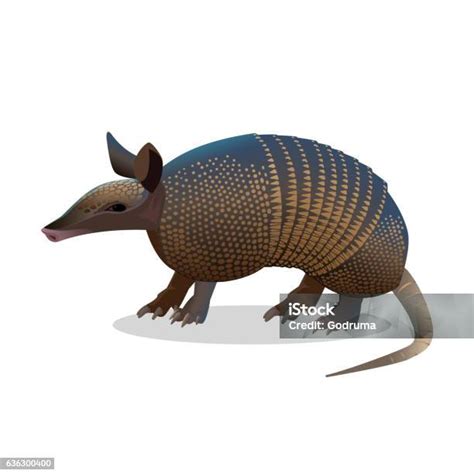 Ilustración de un armadillo mostrando su caparazón y hocico característicos.
