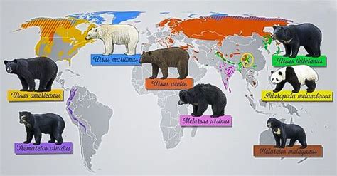 Infografía mostrando la distribución geográfica de las distintas especies de armadillos en América.