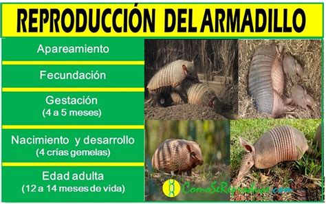 Diagrama del ciclo reproductivo del armadillo, desde el apareamiento hasta el cuidado de las crías.