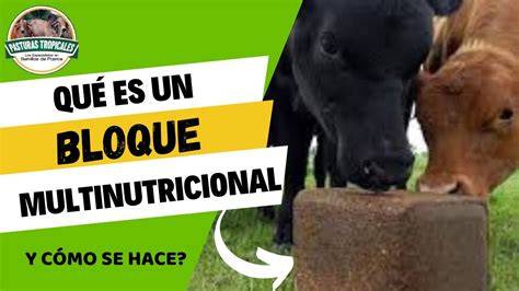 Fotografía de un bloque mineral para vacuno siendo consumido por animales en un pastizal.