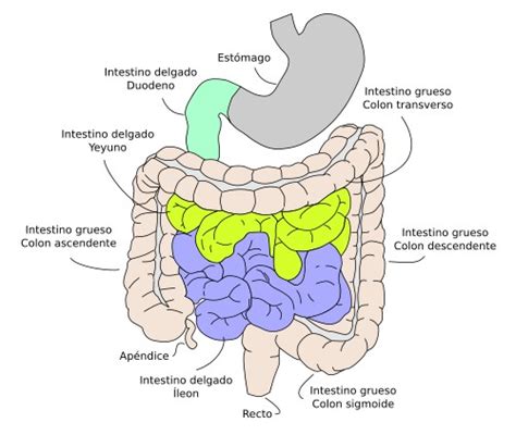 esquema del intestino del bebé mostrando la acción de los probióticos