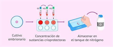Esquema sobre el proceso de criopreservación embrionaria y las etapas de desarrollo in vitro.