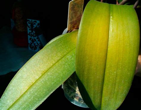 orquídea con hojas amarillas y quemaduras por fertilizante