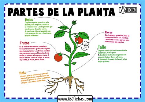 Esquema de la estructura de una planta y de dónde se extrae la placenta vegetal