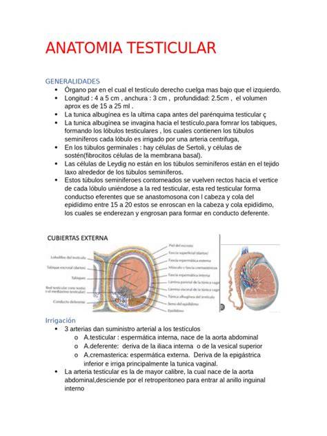 Diagrama de la anatomía testicular y su posición fuera de la cavidad abdominal para la regulación de la temperatura