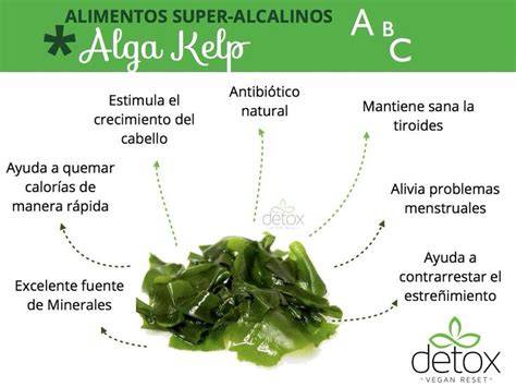 Infografía mostrando la composición nutricional del alga Kelp