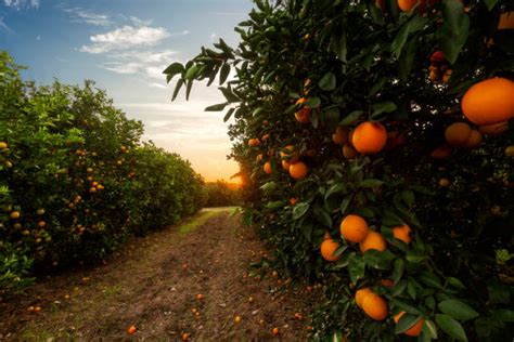 Imagen temática: plantación de naranjos saludables con frutos