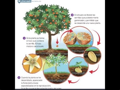 Infografía: Ciclo de vida del naranjo y necesidades nutricionales por etapa