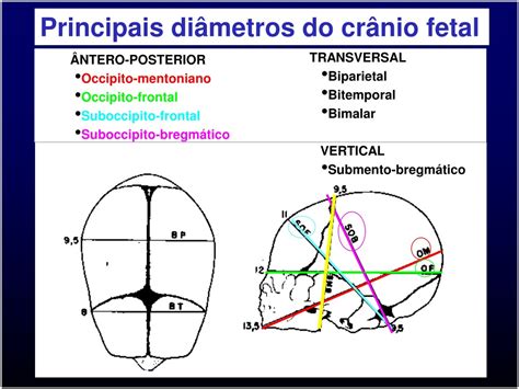 Diagrama de las principales medidas fetales en una ecografía (diámetro biparietal, diámetro occipitofrontal, circunferencia abdominal)