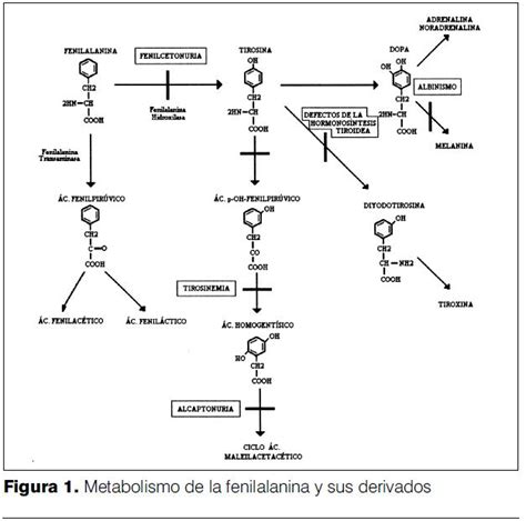 Diagrama que explica la vía metabólica de la fenilalanina y el defecto enzimático en la fenilcetonuria.