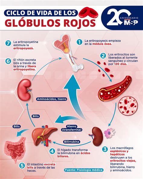 Esquema de la formación de glóbulos rojos y el rol del hierro