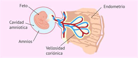 Ilustración del embrión en la cuarta semana de embarazo con la cavidad amniótica y el saco vitelino